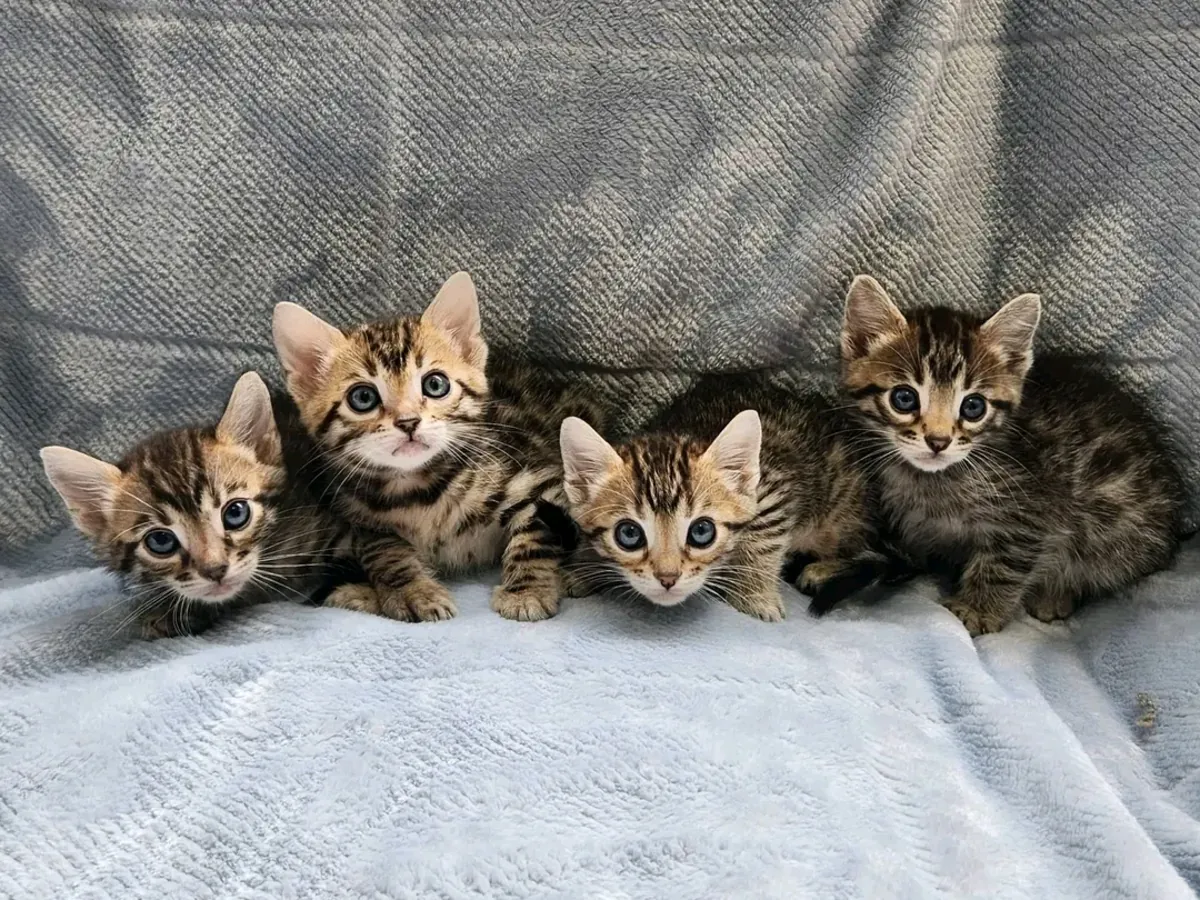 Yeni yuva arayan erkek ve dişi Bengal yavru kedileri mevcuttur.
