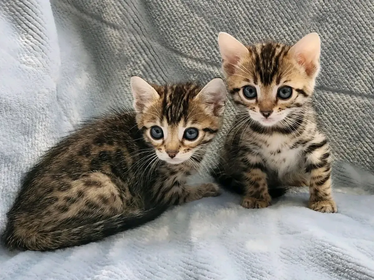Yeni yuva arayan erkek ve dişi Bengal yavru kedileri mevcuttur.