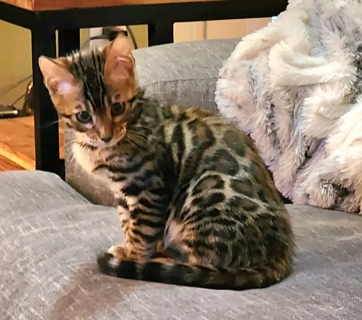 Yeni yuva arayan harika Bengal yavru kedileri mevcut.