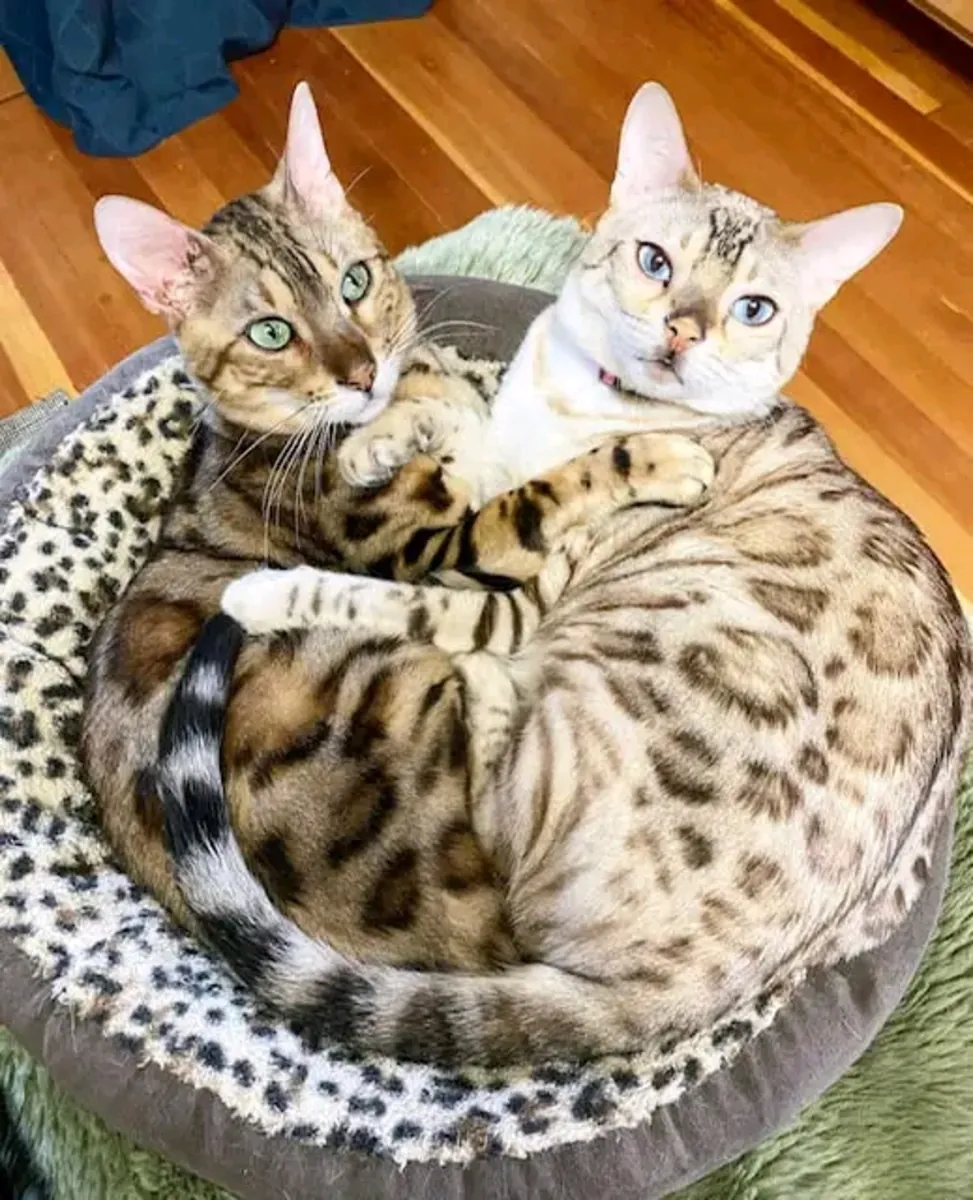 Bengal kittens available now