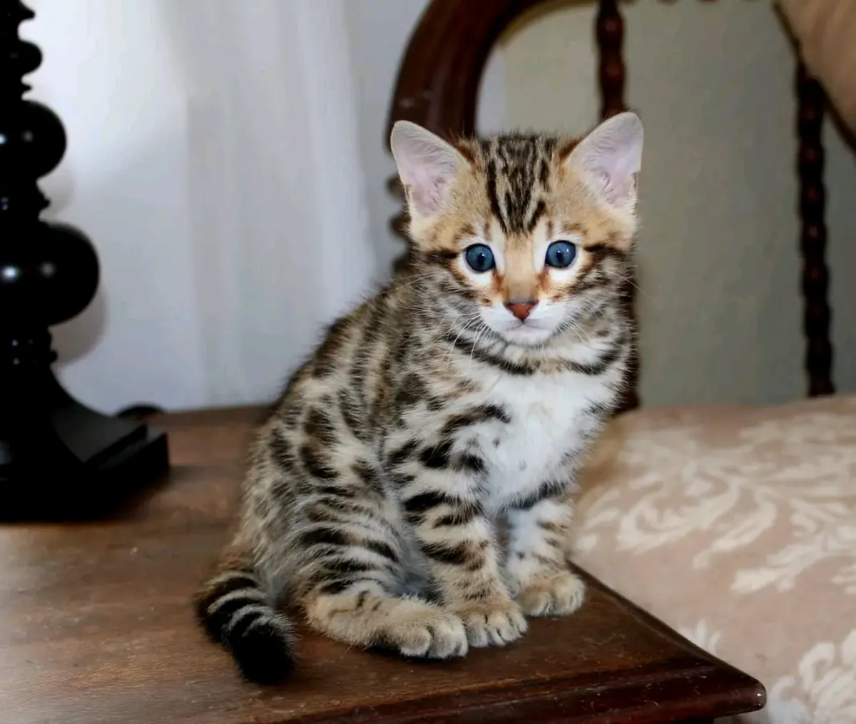 Bengal kittens available now