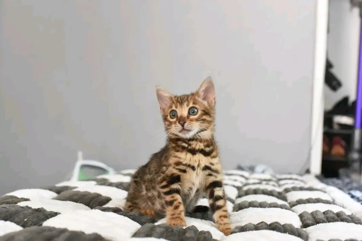 两只孟加拉小猫待领养。