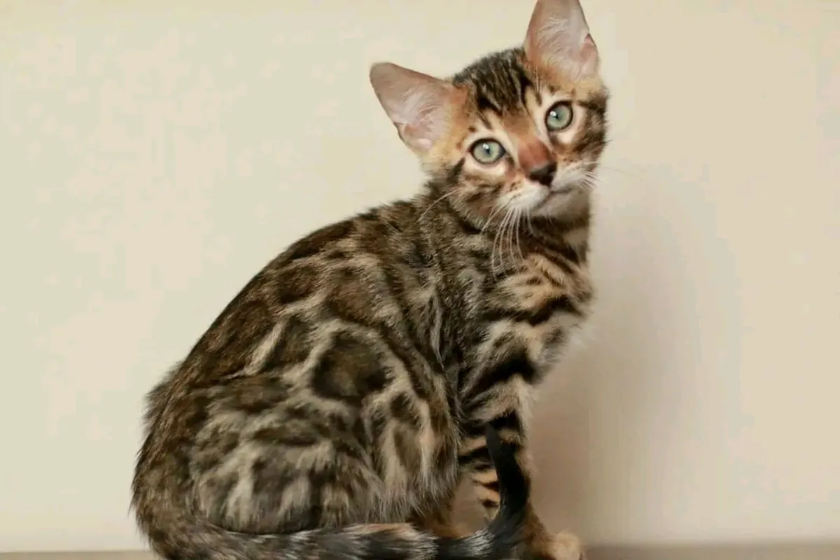 两只孟加拉小猫待领养。