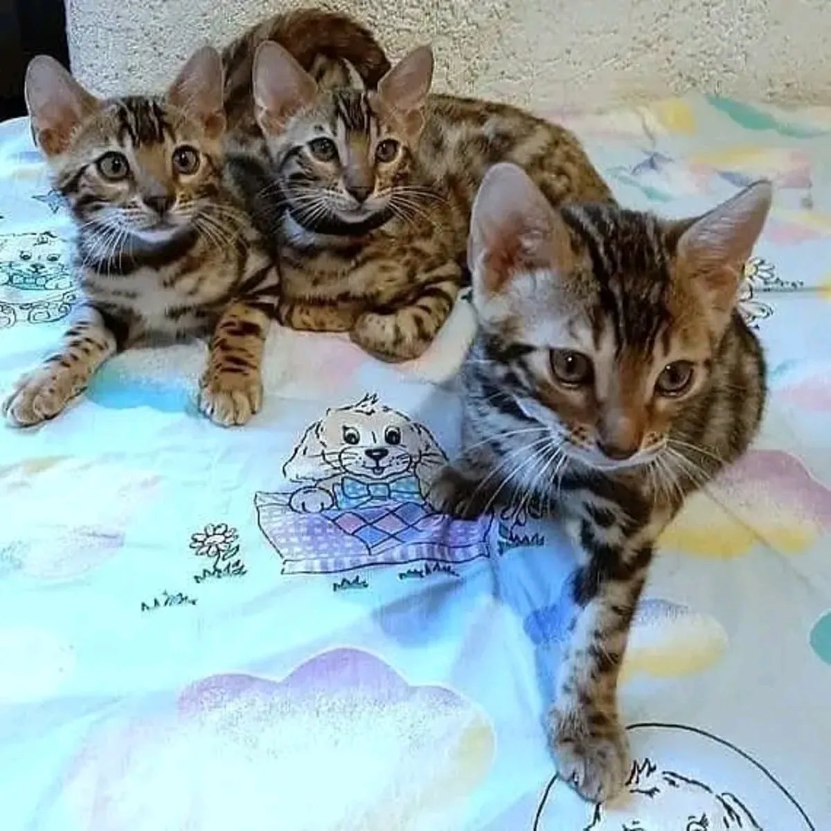 两只孟加拉小猫待领养。
