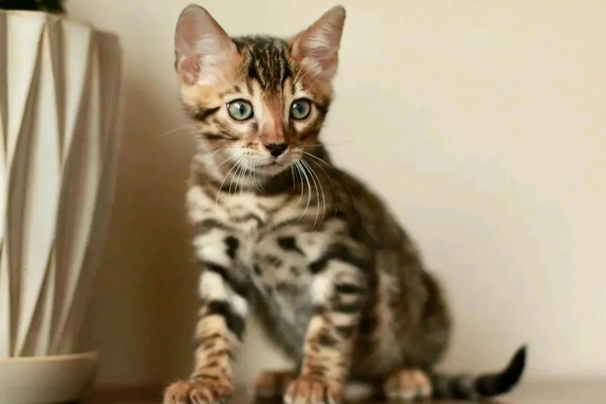 两只孟加拉小猫待领养。