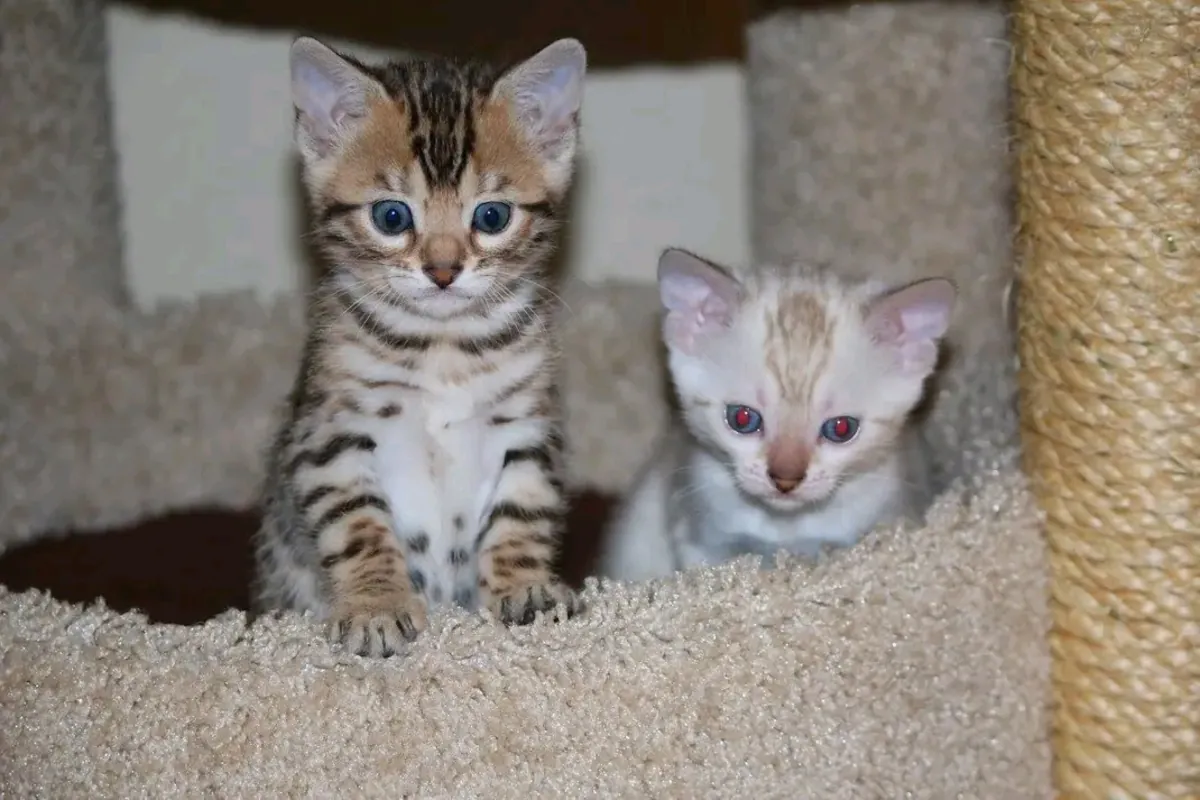 3 chatons du Bengale disponibles à l'adoption.