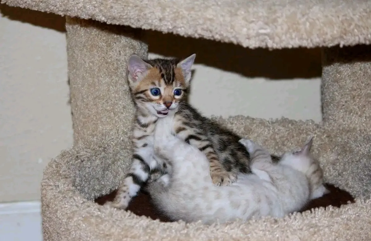 3 chatons du Bengale disponibles à l'adoption.