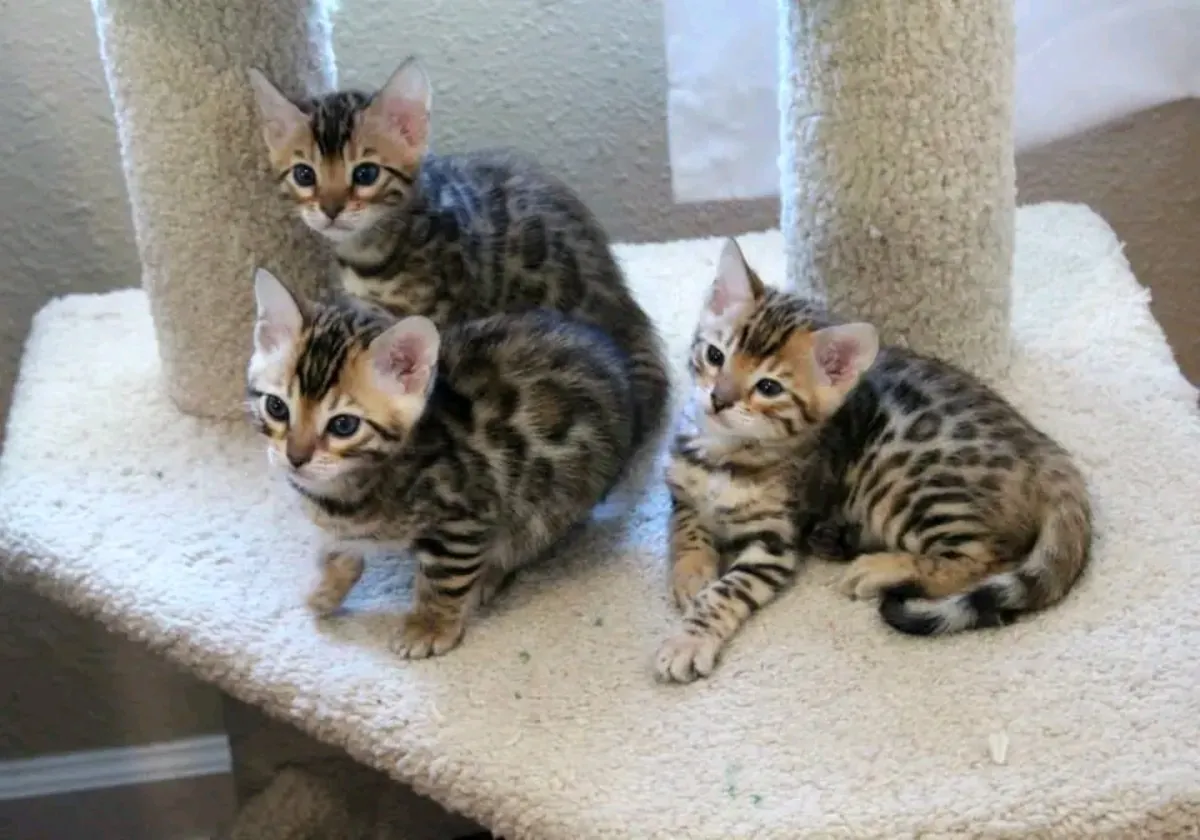 3 chatons du Bengale disponibles à l'adoption.