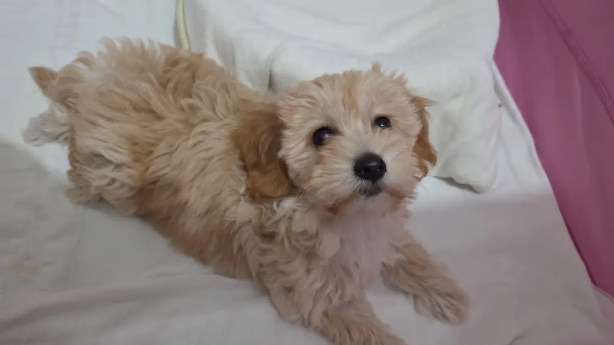 Chiot caniche abricot