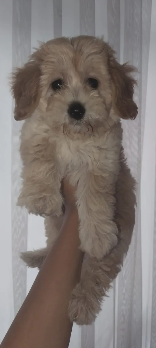 Chiot caniche abricot