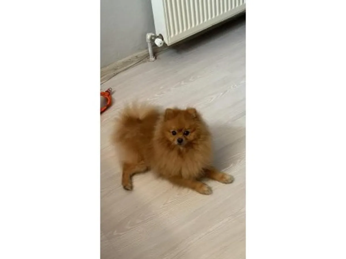 橙色博美幼犬，室内饲养。