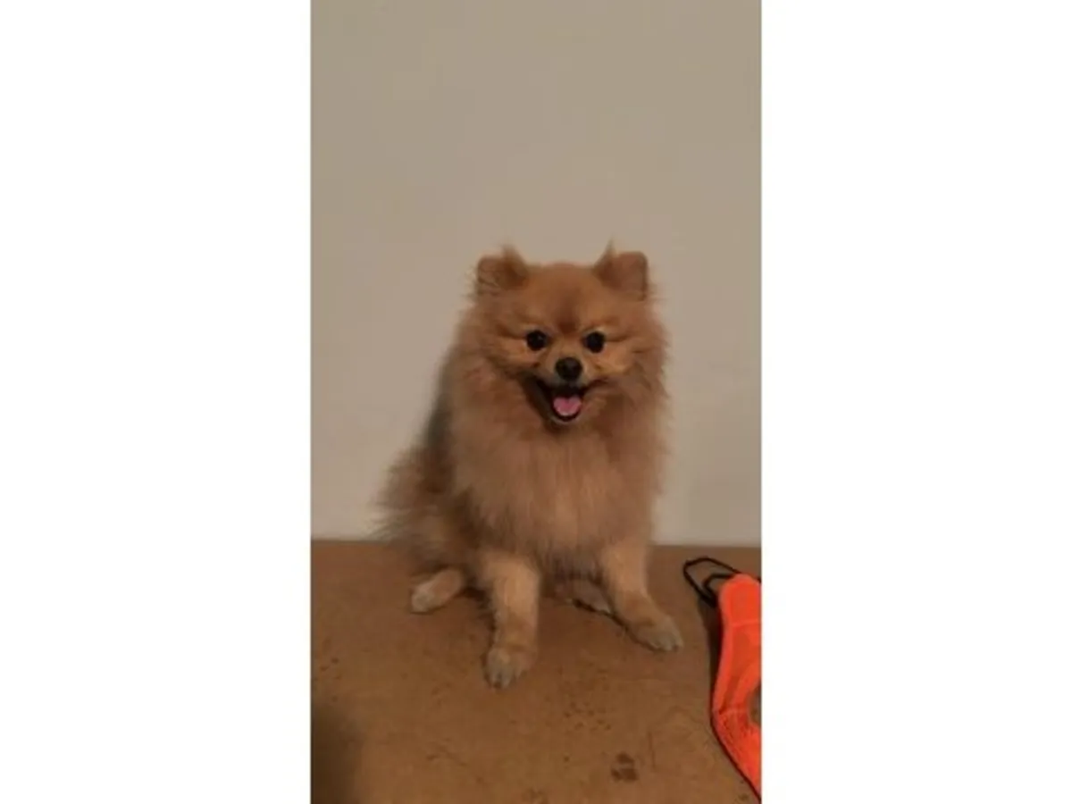 橙色博美幼犬，室内饲养。