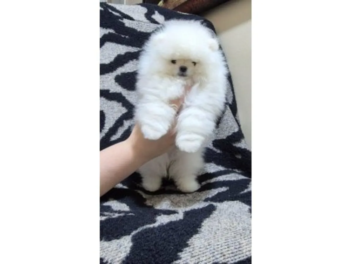 我们将免费赠送一只性格温顺的白色雌性博美犬。