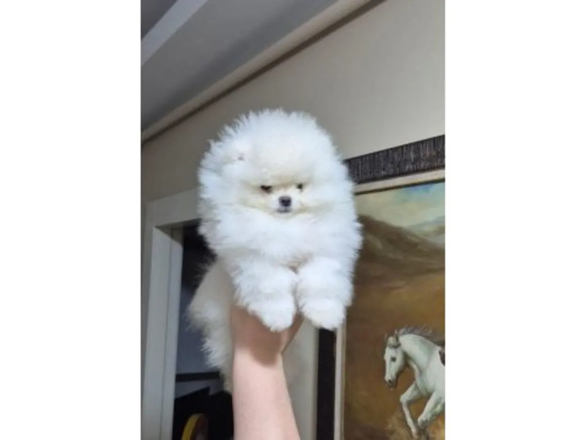 我们将免费赠送一只性格温顺的白色雌性博美犬。