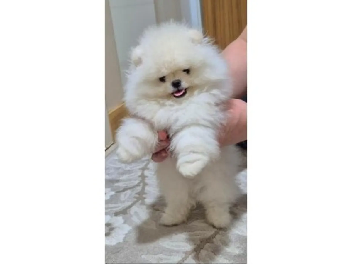 我们将免费赠送一只性格温顺的白色雌性博美犬。