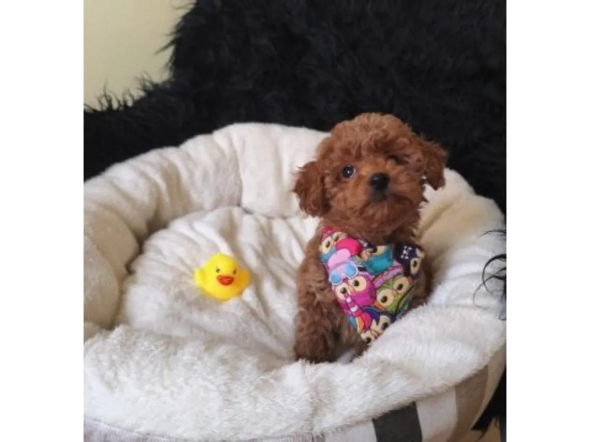 自家饲养的棕色玩具贵宾犬（雄性）