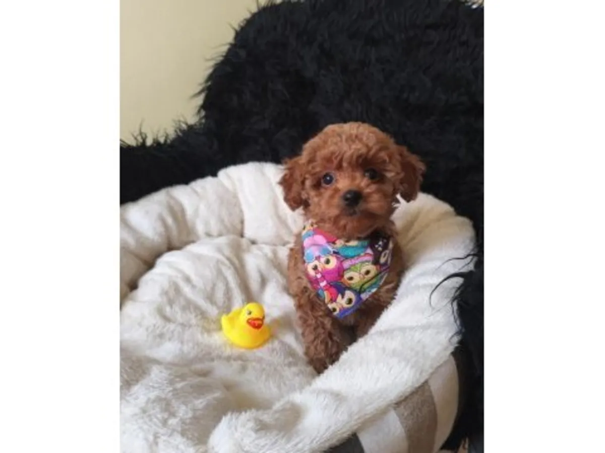 自家饲养的棕色玩具贵宾犬（雄性）