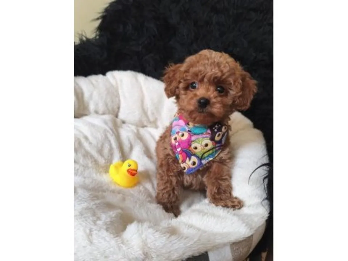 自家饲养的棕色玩具贵宾犬（雄性）