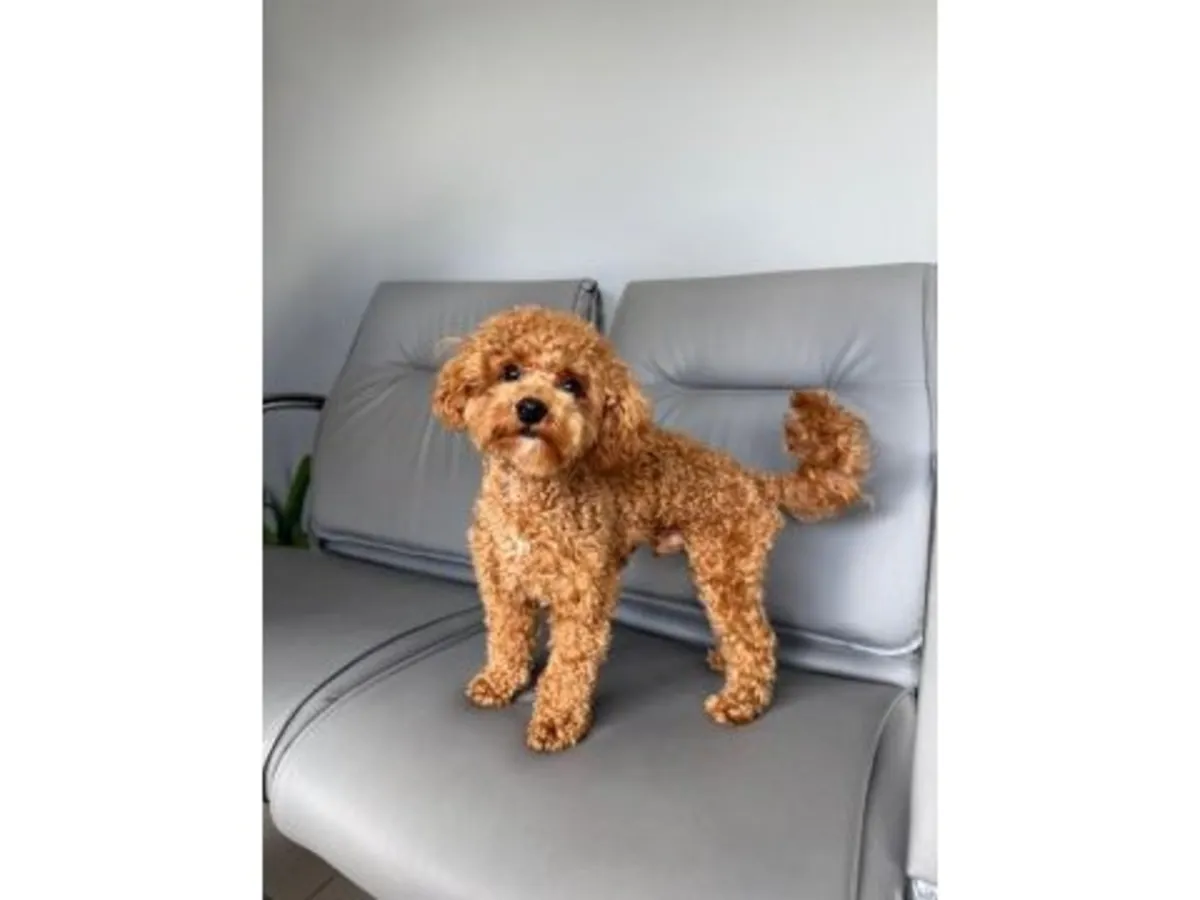 棕色雄性贵宾犬，可免费领养。