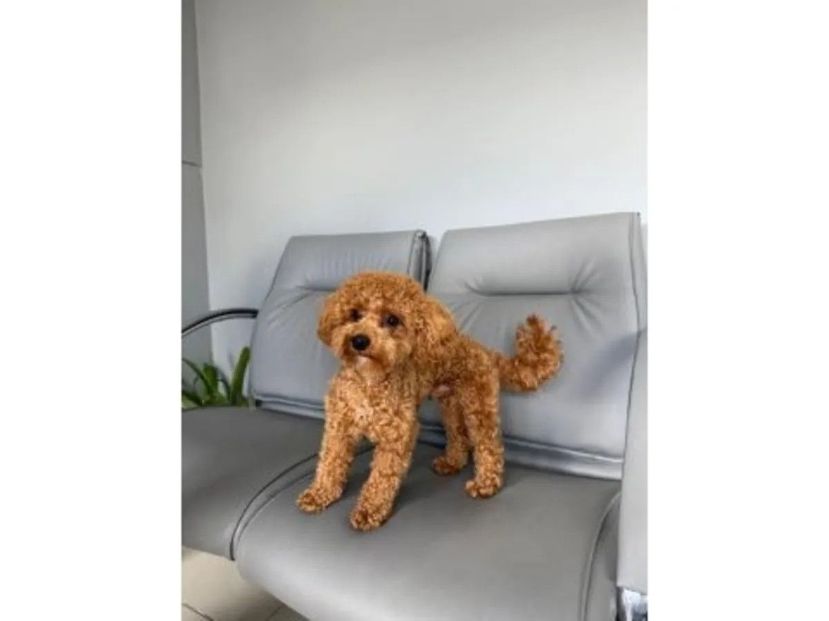 棕色雄性贵宾犬，可免费领养。