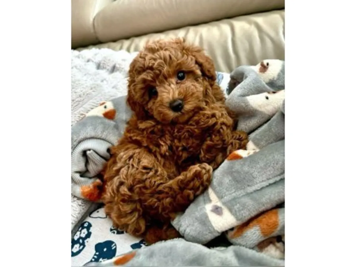 一只性格温顺的棕色贵宾犬正在寻找新家。