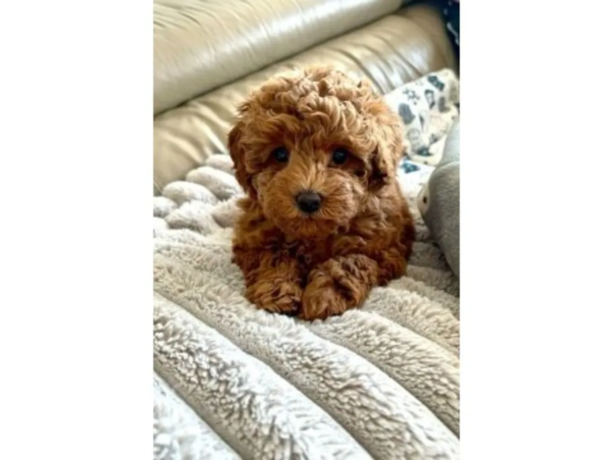 一只性格温顺的棕色贵宾犬正在寻找新家。