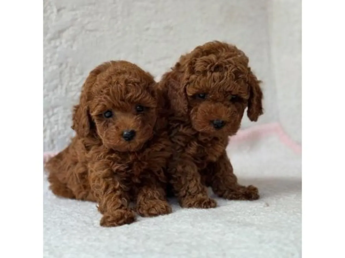 一只性格温顺的棕色贵宾犬正在寻找新家。