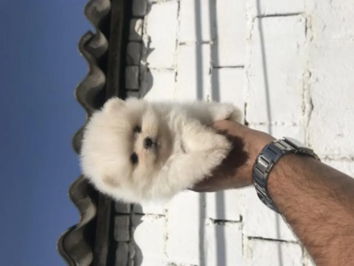 精心饲养的白色博美犬幼犬（雄性）。