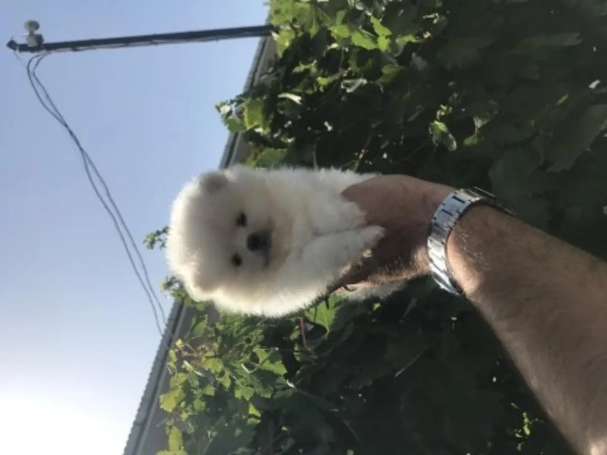 精心饲养的白色博美犬幼犬（雄性）。