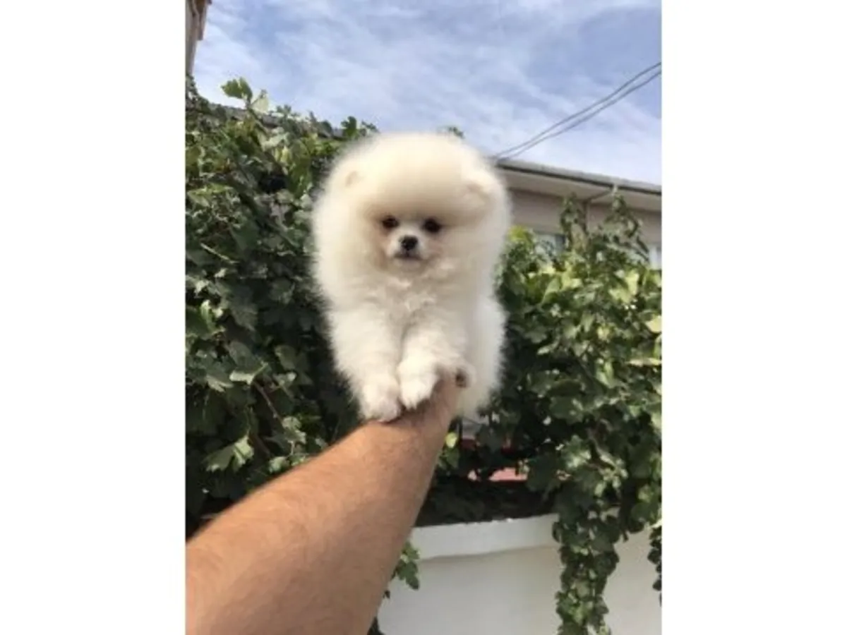 精心饲养的白色博美犬幼犬（雄性）。