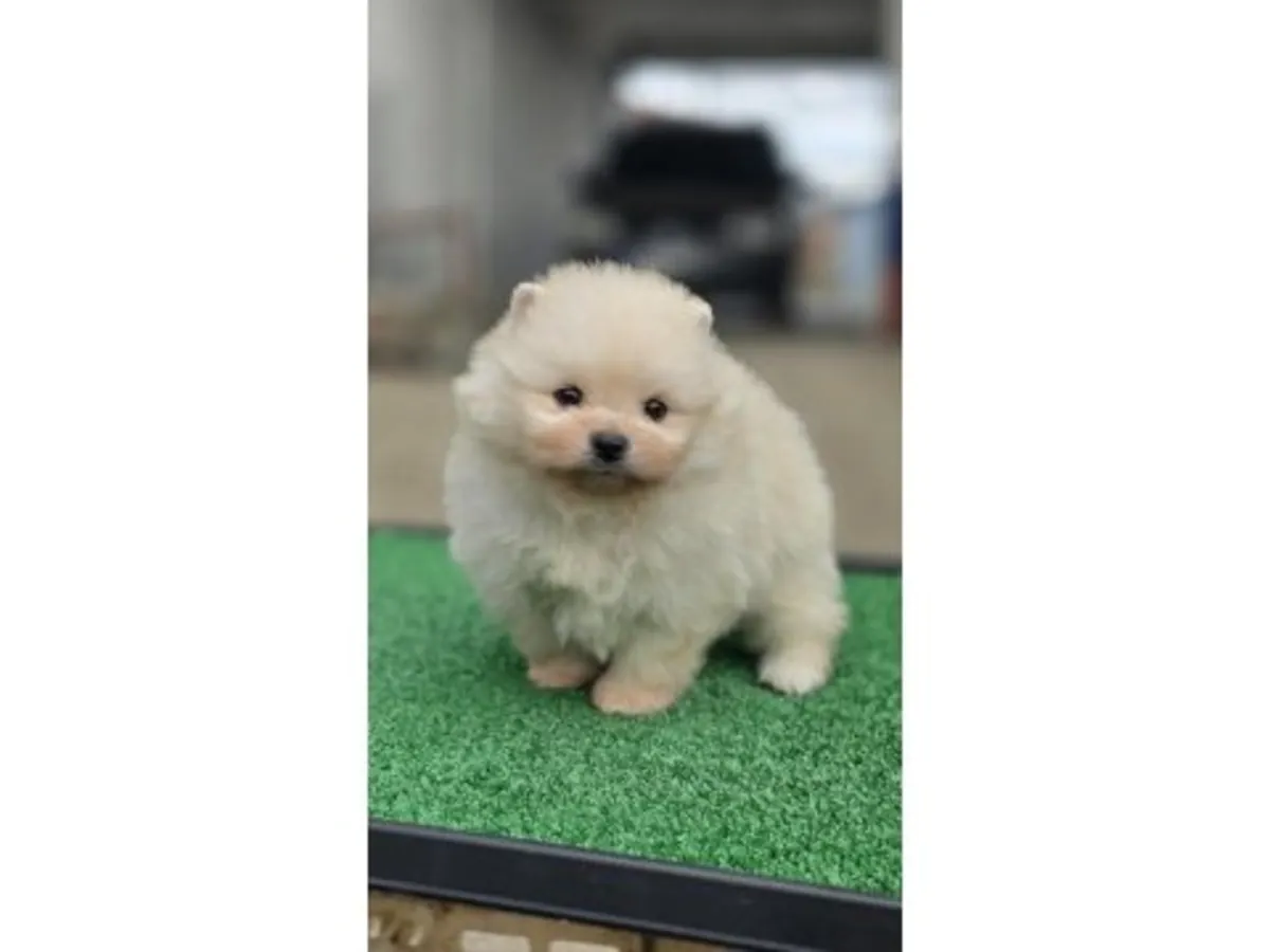 一只习惯了家庭生活的白色雌性博美犬。