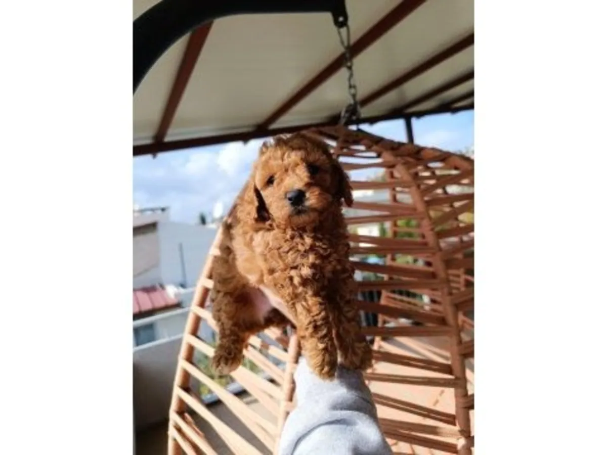 自家饲养的棕色玩具贵宾犬