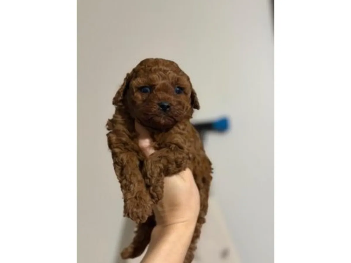 性格温顺的棕色雌性贵宾犬。