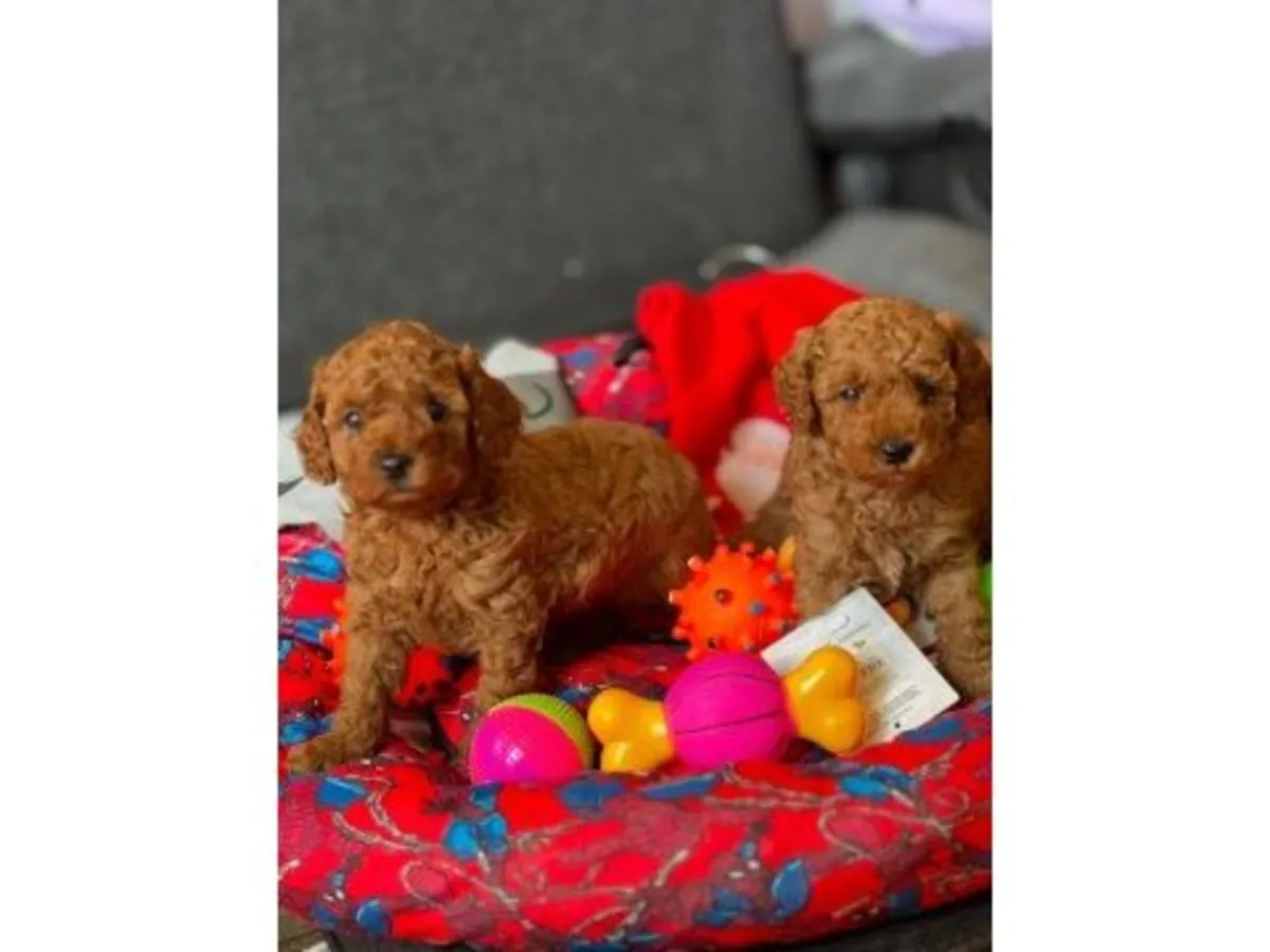 性格温顺的棕色雌性贵宾犬。