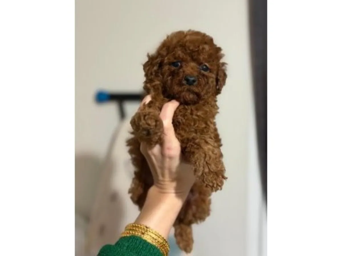 性格温顺的棕色雌性贵宾犬。