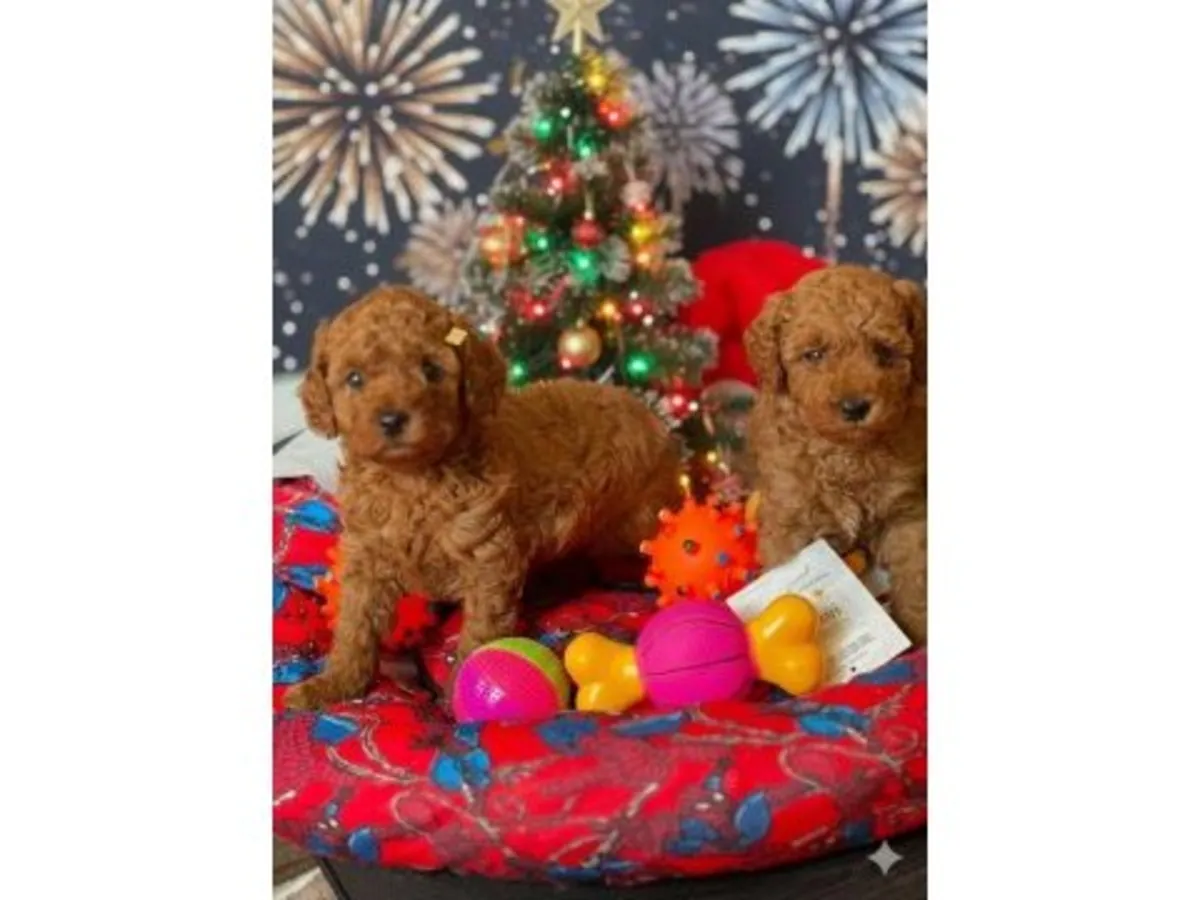 性格温顺的棕色雌性贵宾犬。