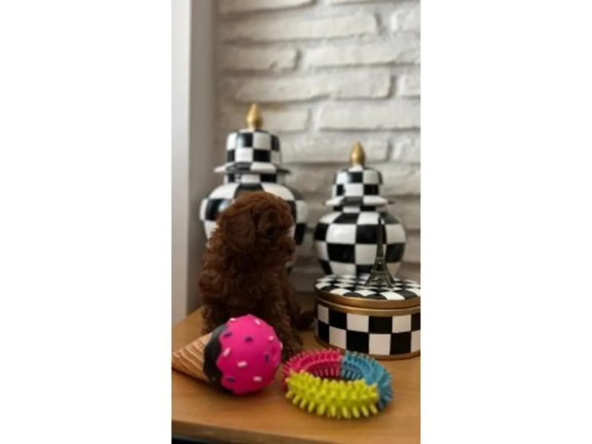 Un caniche mâle marron au caractère bien établi.