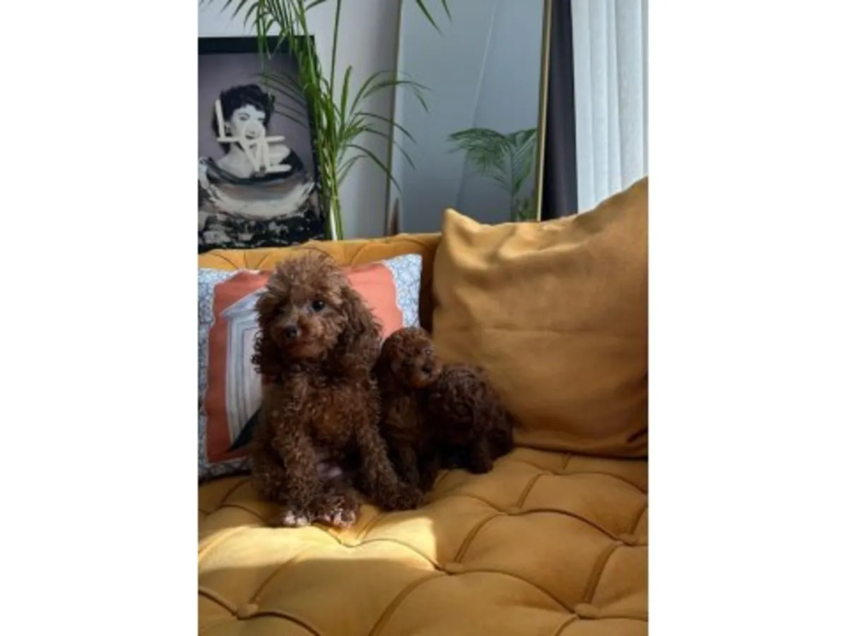 Un caniche mâle marron au caractère bien établi.