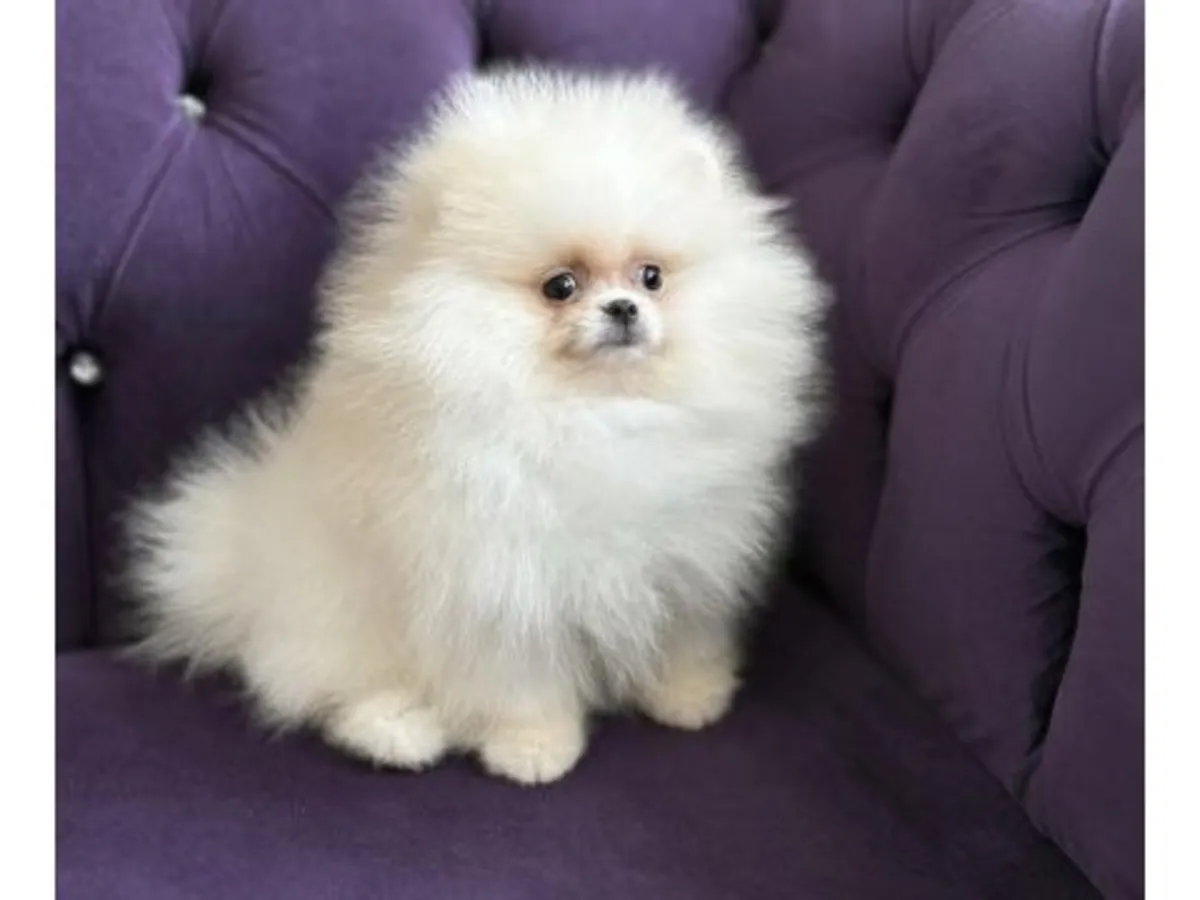 一只白色博美犬，雄性，从小在家庭中长大。