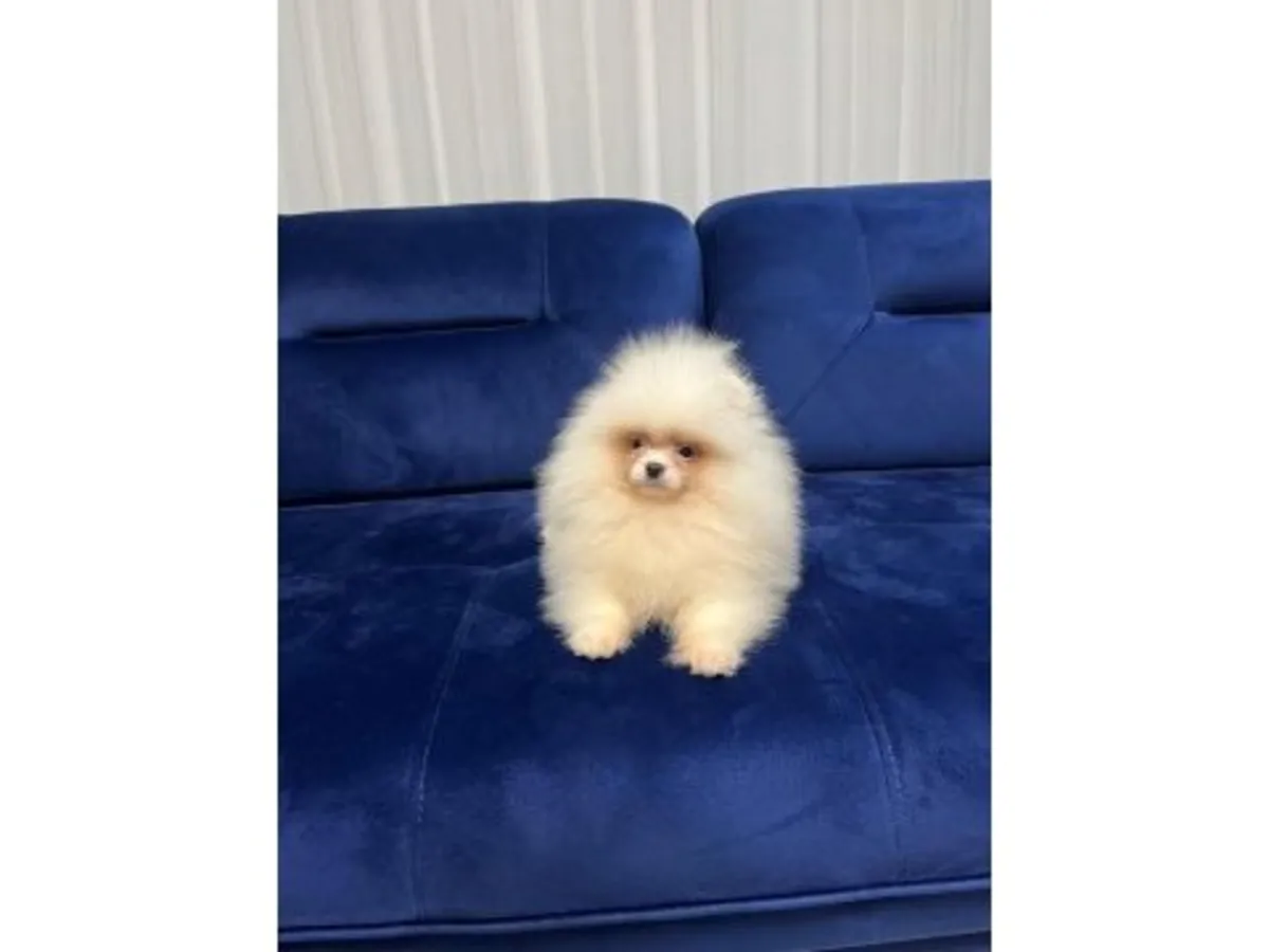 一只白色博美犬，雄性，从小在家庭中长大。