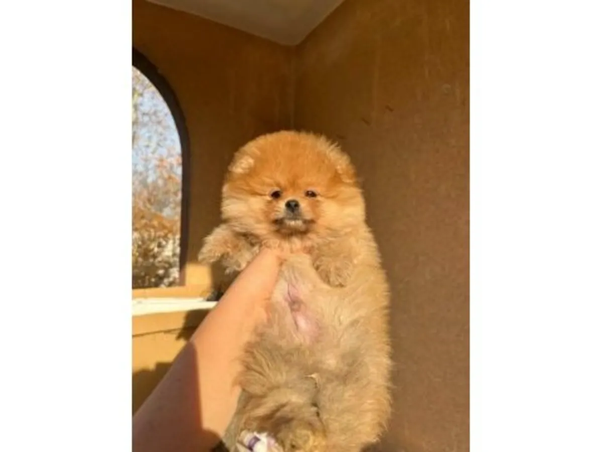 成年橙色博美犬雌性，寻求安静的家庭