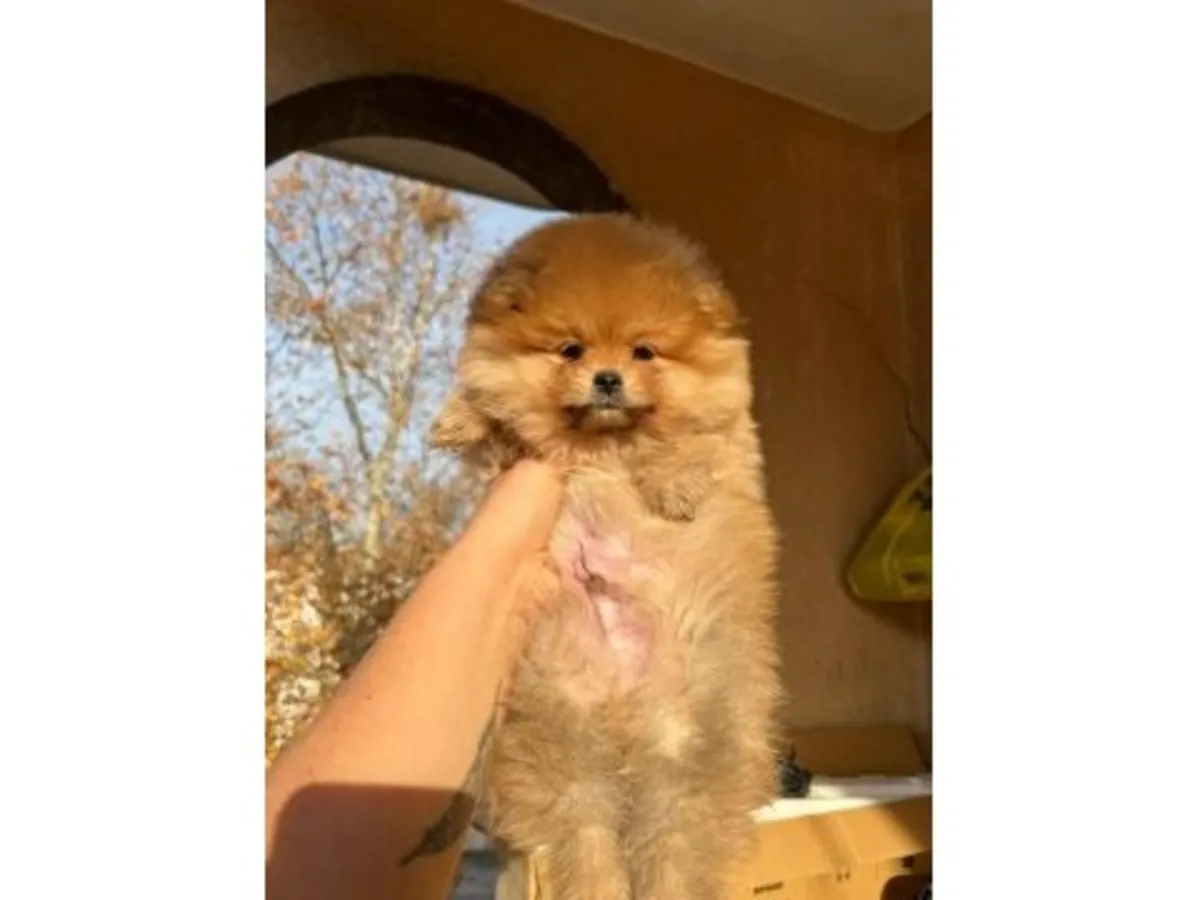 成年橙色博美犬雌性，寻求安静的家庭