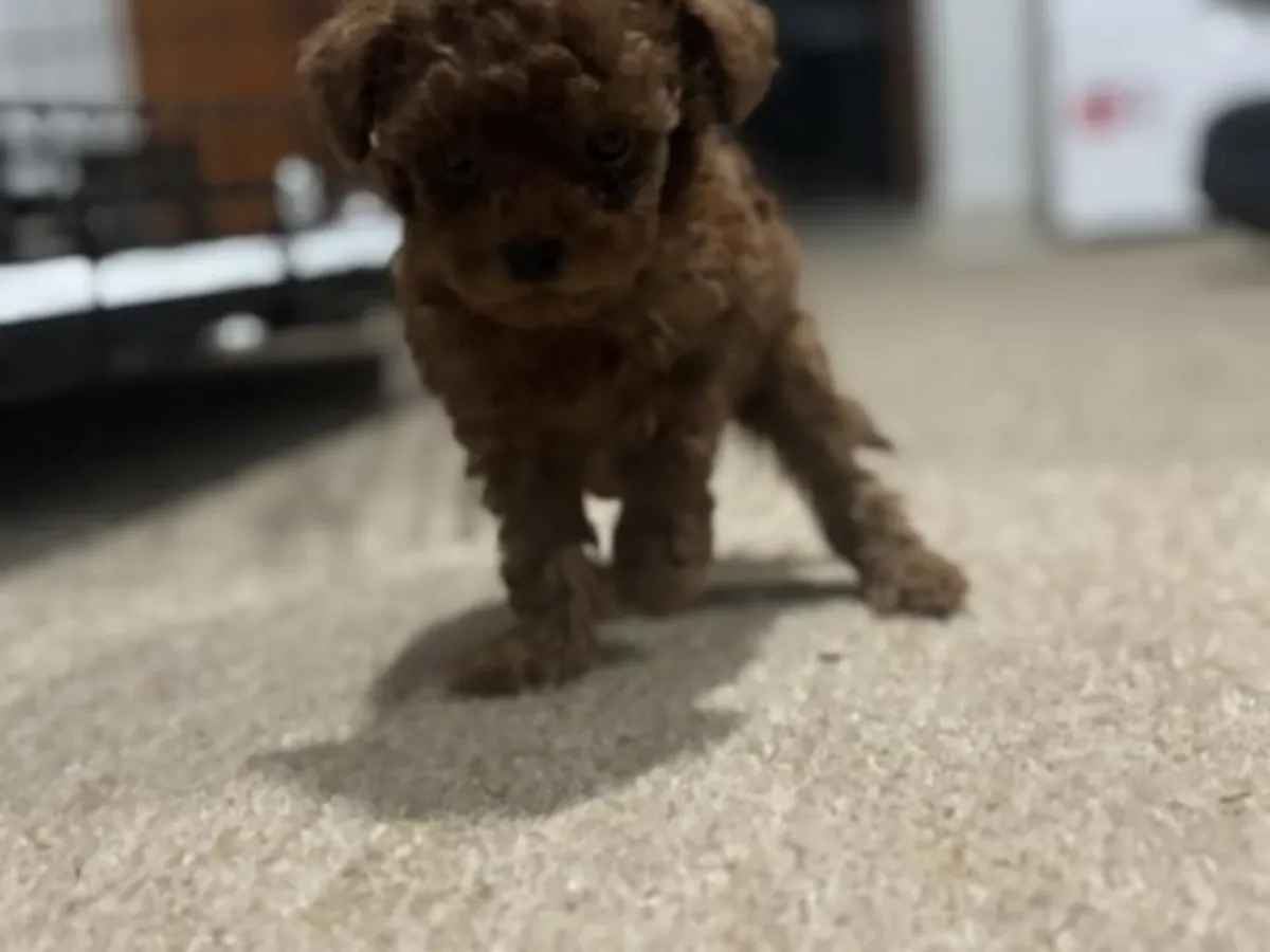 棕色玩具贵宾犬，雄性，性格稳定