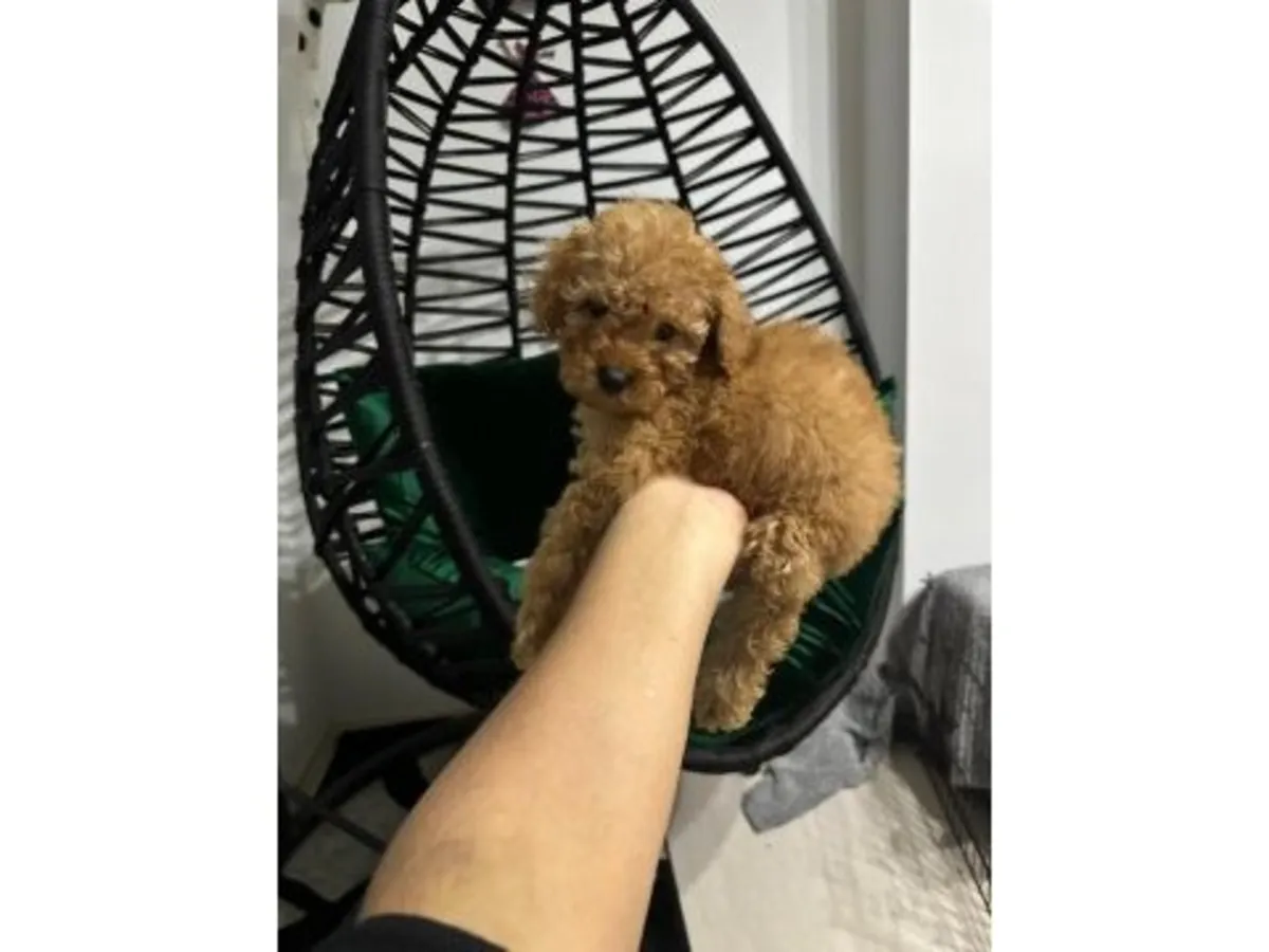 棕色成年贵宾犬（雄性）正在寻找新家