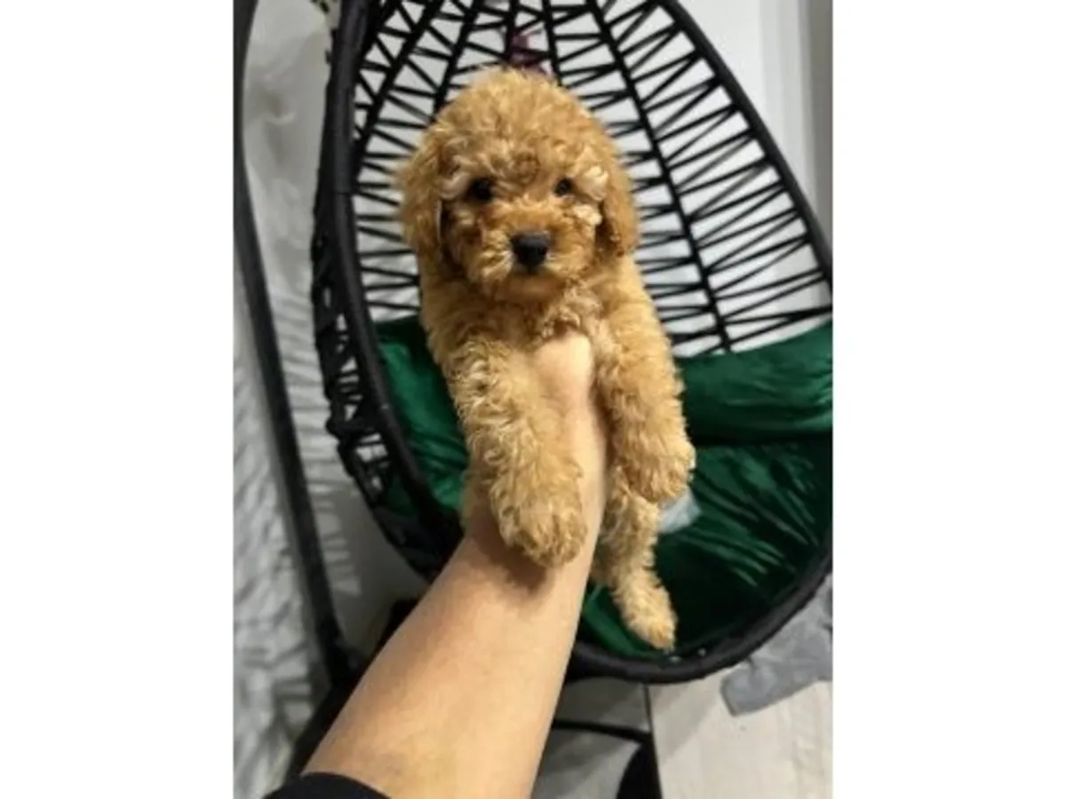 棕色成年贵宾犬（雄性）正在寻找新家