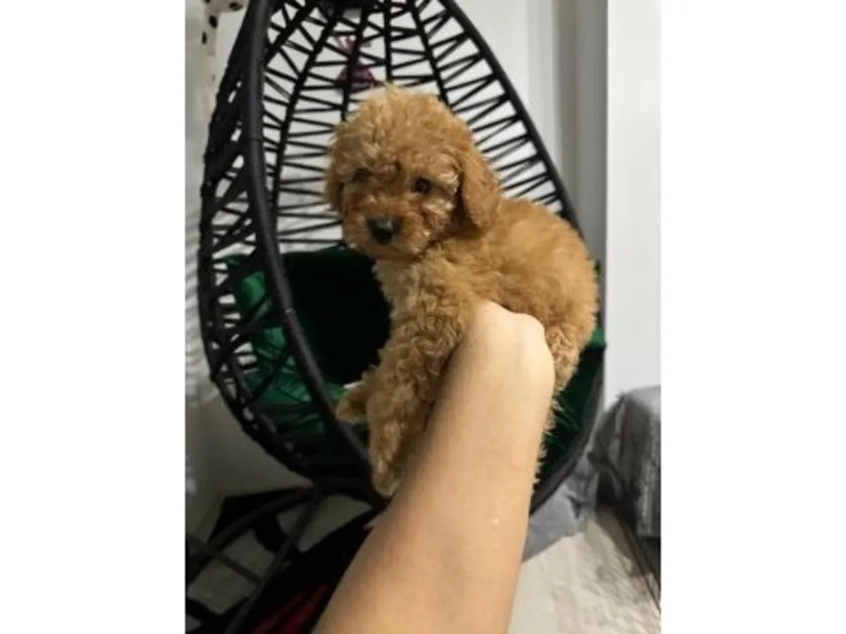 棕色成年贵宾犬（雄性）正在寻找新家