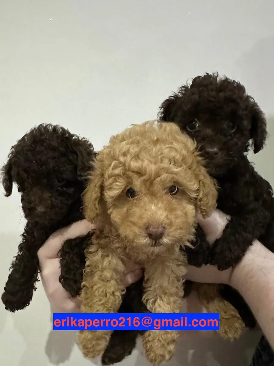 Poodle yavruları hediye