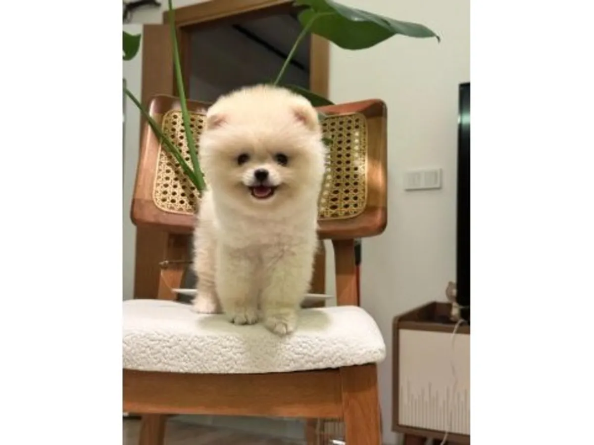 这只白色博美犬雄性幼犬从小就与人互动。