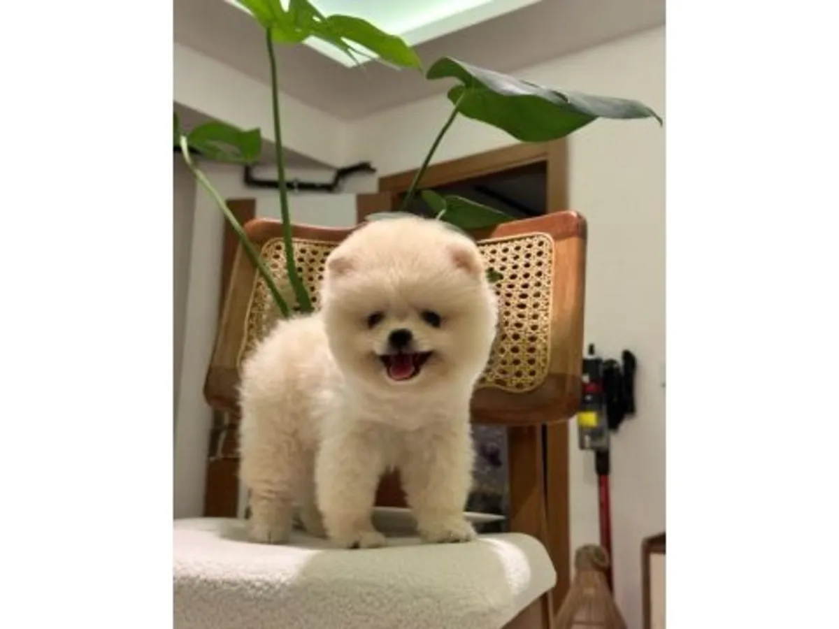 这只白色博美犬雄性幼犬从小就与人互动。