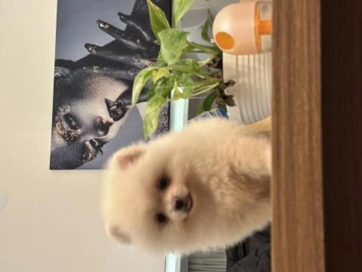 这只白色博美犬雄性幼犬从小就与人互动。